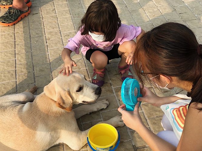Too hot to walk the doggies! by Wong Tsz Tsun
